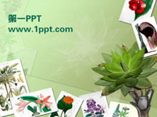 植物相冊PPT模板下載