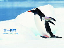 Antarktika pengueni koruma hayvan PPT şablonu