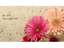 Simple and elegant wild chrysanthemum PPT template