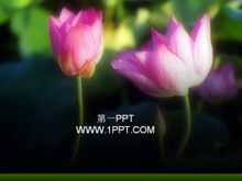 Charming lotus PPT template download