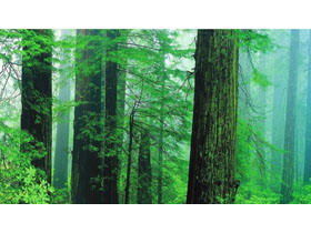 5つの緑の森PPTの背景画像