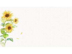五張清新淡雅的水彩向日葵PPT背景圖片
