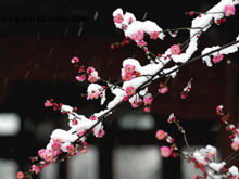 Várias fotos de fundo PPT de flor de ameixa