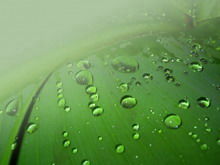 Зеленый лист капли росы шаблон фона PPT