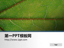 一張簡單的樹葉特寫PPT背景圖片
