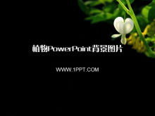 22の黒い植物のパワーポイントの背景画像