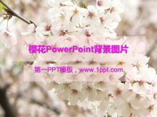 Imagen de fondo de PowerPoint flor de cerezo descarga gratuita