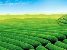 Hintergrundbild der Diashow mit frischem und natürlichem Teegarten