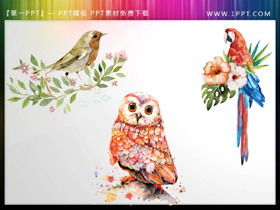 Watercolor bird owl parrot PPT material