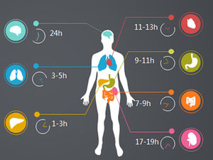 Gráfico de ppt de instruções de órgão humano