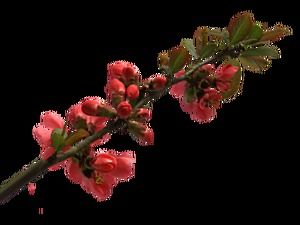 Gałąź kwiat HD darmowe duże zdjęcie png (5 zdjęć)