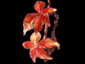 Jesienne zwiędłe liście i czerwone gałązki winorośli bez zmatowienia (12 zdjęć)