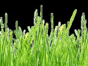 Mały, świeży pakiet zielonej trawy w wysokiej rozdzielczości do pobrania (8 zdjęć)