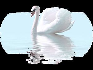 Descărcați pachetul de imagini png gratuit Swan (60 de fotografii)