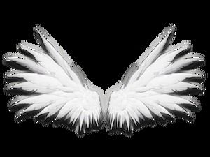 天使的翅膀和羽毛高清免費摳圖（9張）