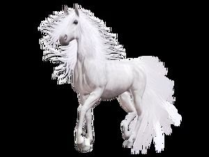 Galloping horse free PNG images (5 photos)