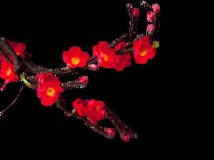 Winter plum peach blossoms Chinese style free drawing (5 photos)