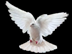 Immagini png gratuite ad alta definizione della colomba della pace volante (5 foto)