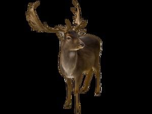 Sika deer antelope animal free png picture material (6 photos)