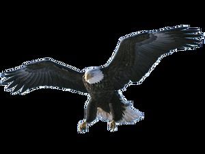 L'aigle déploie ses ailes planant sur une grande image png gratuite haute définition (10 photos)