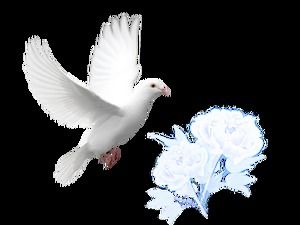평화의 비둘기 깃털 선 별 등 png 투명 배경 자료