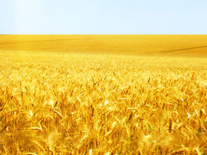 Wind blowing wheat waves ppt animation special effects template