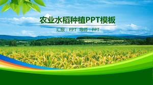 Green rice field agriculture ppt template