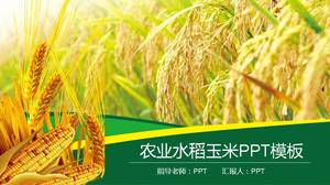 Tarım ürünleri tarım pirinç ppt şablonu