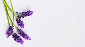 Cuatro flores púrpuras imágenes de fondo PPT