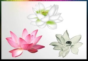 12 ensembles de matériel PPT de feuille de lotus de lotus transparent
