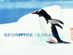 Perlindungan template PPT hewan (penguin utara)
