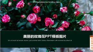 Imagine frumoasă de șablon PPT cu trandafiri