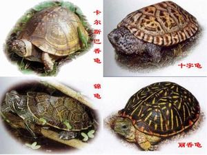 Çıplak kaplumbağa PPT şablonu indir