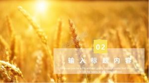 Golden wheat background autumn theme ppt template