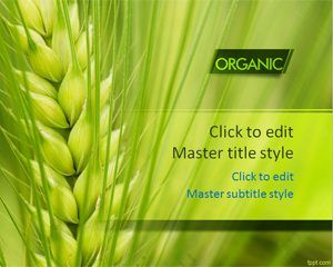 Organic Wheat PPT Szablon