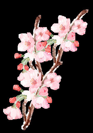 Rosa Pfirsichblüte Kirschblüte Freier Ausschnitt (26 Fotos)