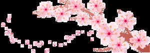 Fleur de pêcher, fleur de cerisier, chute de pétales de rose HD Téléchargement gratuit de découpe (20 Photos)