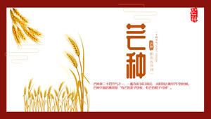 Золотая пшеничная ось семян солнечного термина введение шаблон PPT