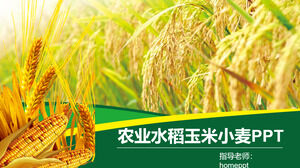 Modello PPT di promozione del prodotto agricolo del grano del mais del riso dell'agricoltura
