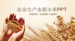 Tarımsal üretim pirinç darı ürünü pazarlama PPT şablonu