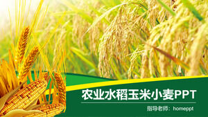 Сельское хозяйство, рис, кукуруза, пшеница, продвижение сельскохозяйственной продукции, шаблон PPT