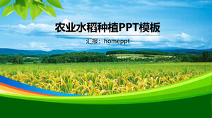 Modelo de PPT de plantio de arroz agrícola de estilo de negócios simples