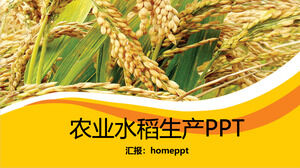 Plantilla PPT de producción de arroz agrícola amarillo dorado
