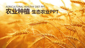 เทมเพลต PPT รายงานการพัฒนาการเกษตรเชิงนิเวศน์การเกษตร