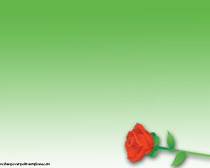 Celebridade Red Rose PPT