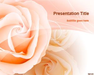 桃紅玫瑰的PowerPoint模板