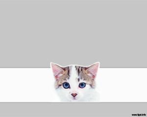 宠物猫的PowerPoint模板