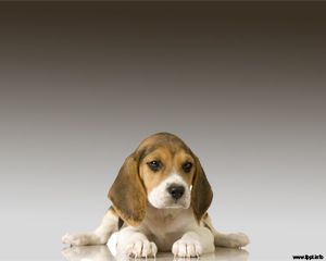 Powerpoint Beagle