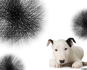 Küçük Bull Terrier Powerpoint