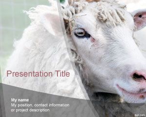 Schaf-Powerpoint-Vorlage Schaf-Powerpoint-Vorlage